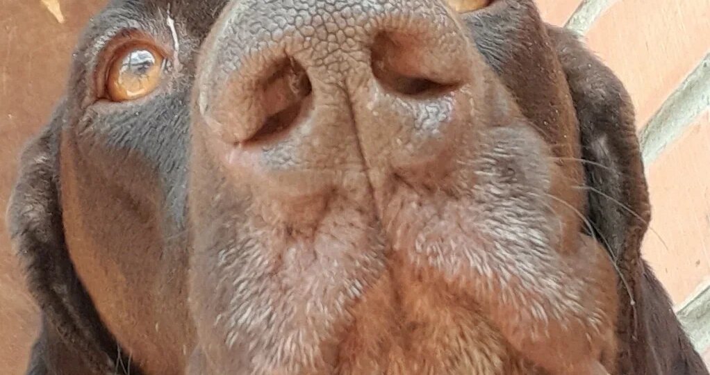 Пять важных фактов о породе, которые нужно знать, прежде чем взять курцхаара.