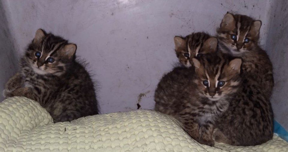    Дальневосточные лесные коты