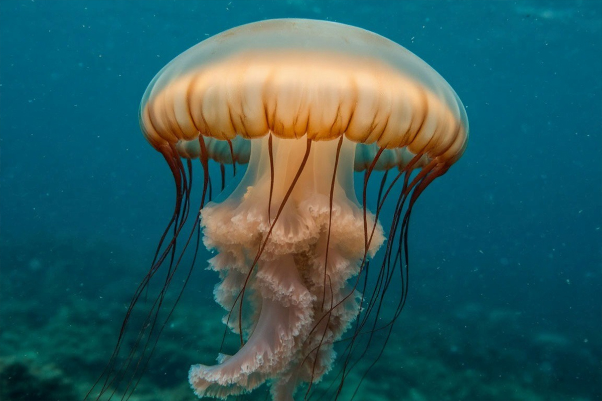    Фото: коллаж RuNews24.ru