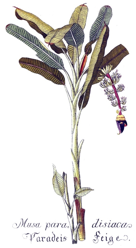 Райский банан Musa paradisiaca. Таким его увидел и нарисовал немецкий ботаник и естествоиспытатель Кристоф Якоб Трев (1695–1769)