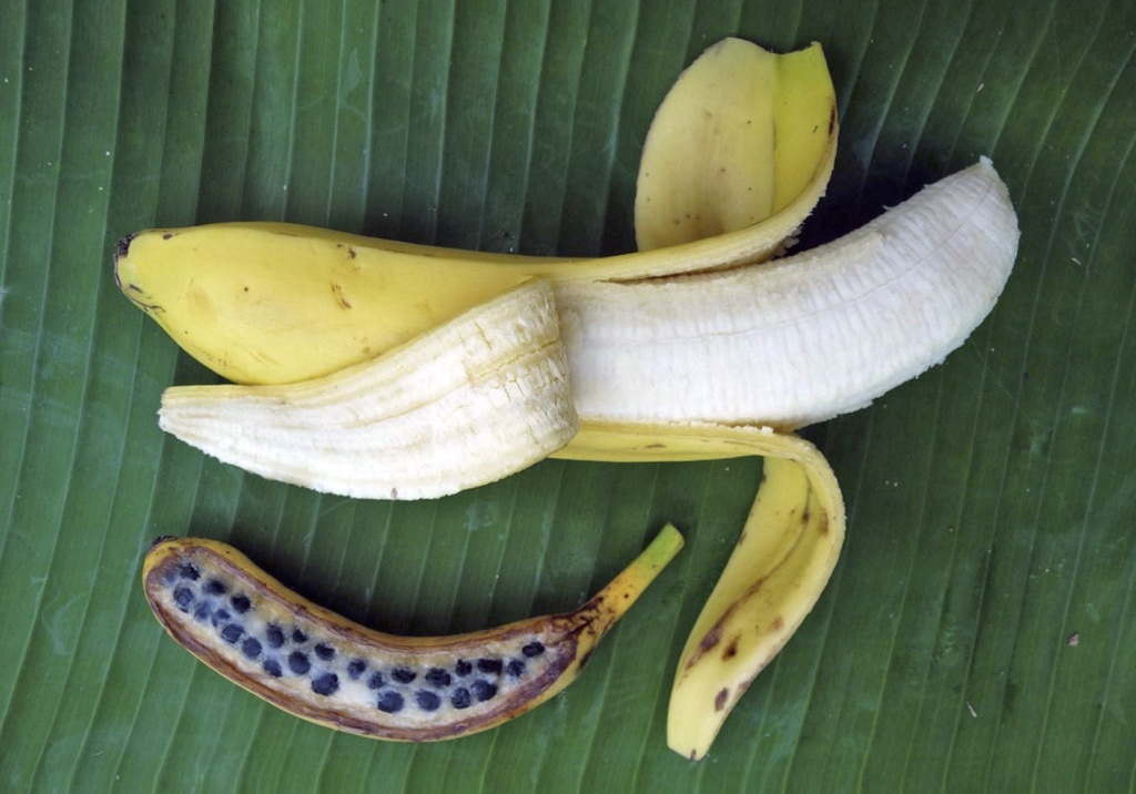 Дикий банан Musa acuminata (внизу) мельче культурного и напичкан семенами