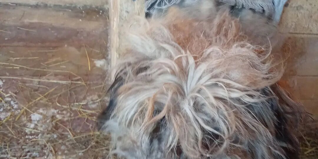 Катастрофа на пороге приюта "Кот и Пёс".