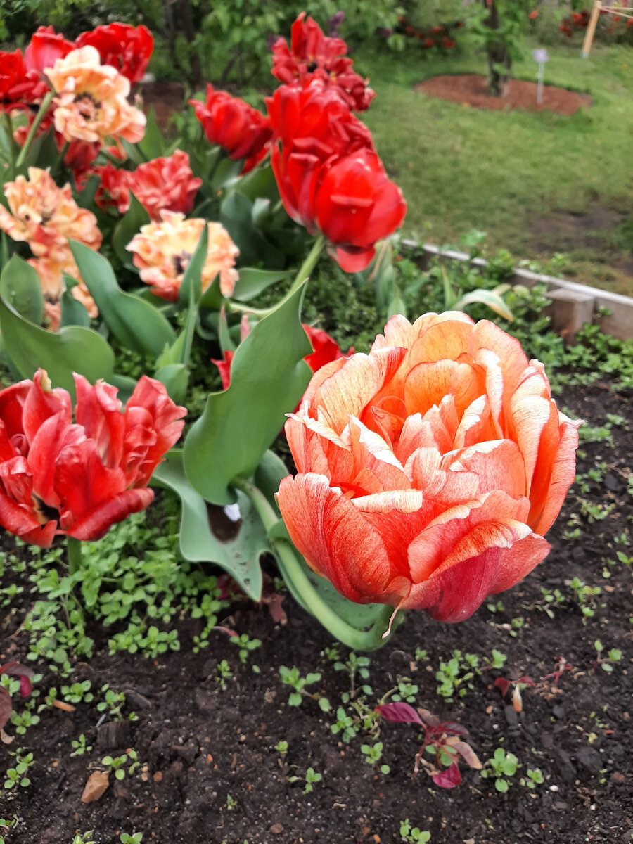 фото автора Аптекарский огород