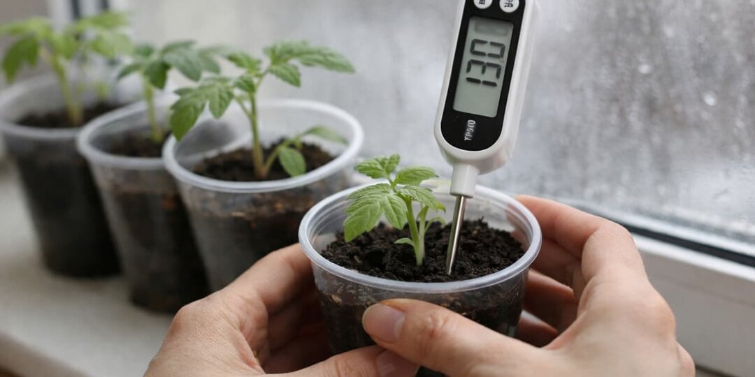 Рассада взошла — а роста почти нет. Частая причина скрыта в почве