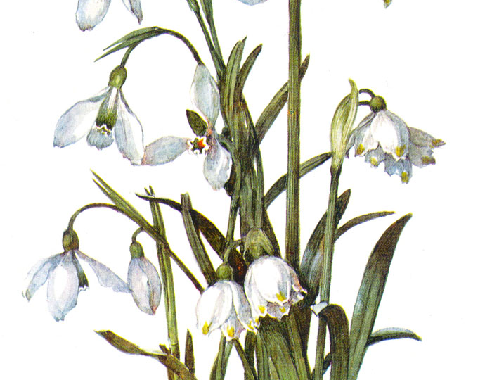 Весенние цветы, которые запрещено собирать