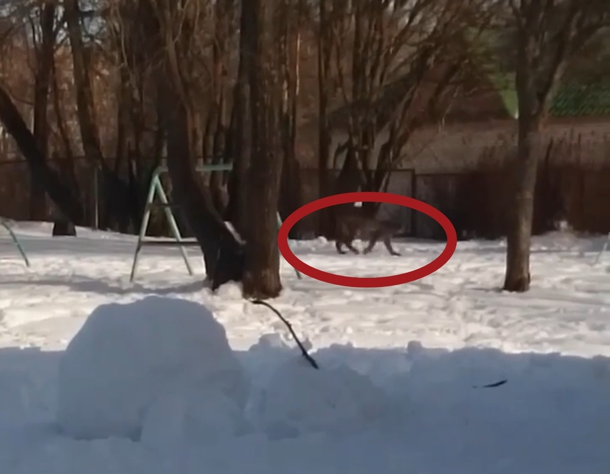    фото: © Руслан Арбузов