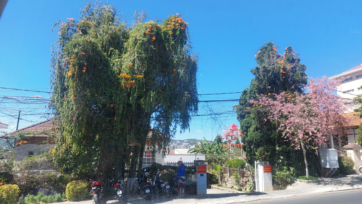 Проезжая по улицам Далата