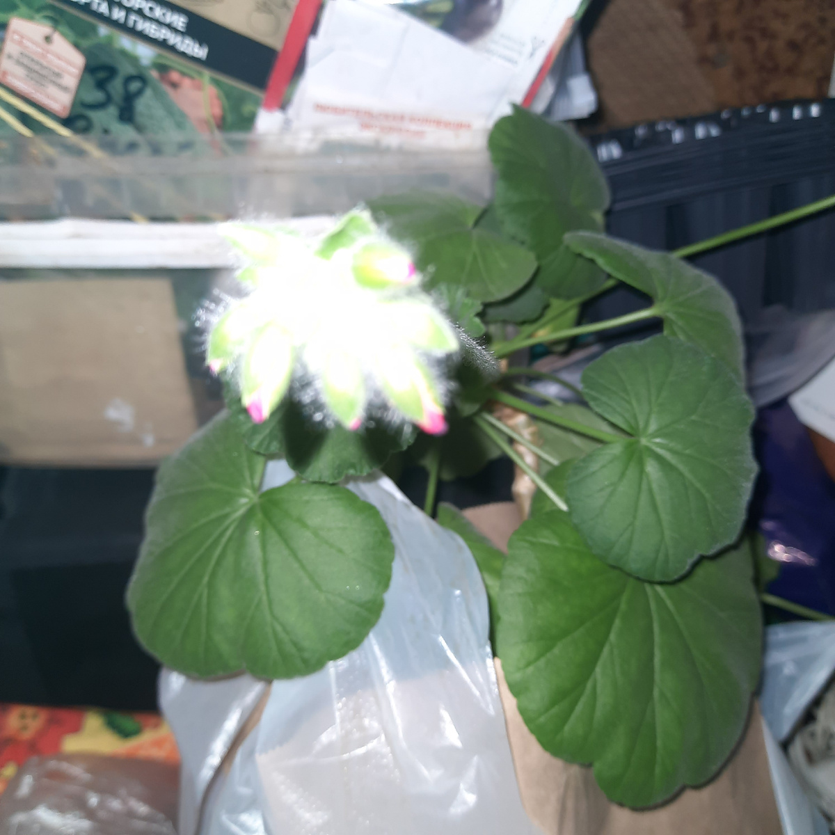 Цветок ярко розовый с белой серединкой, жаль единственный цветочек осыпался при транспортировке. Отцветёт- черенкую.