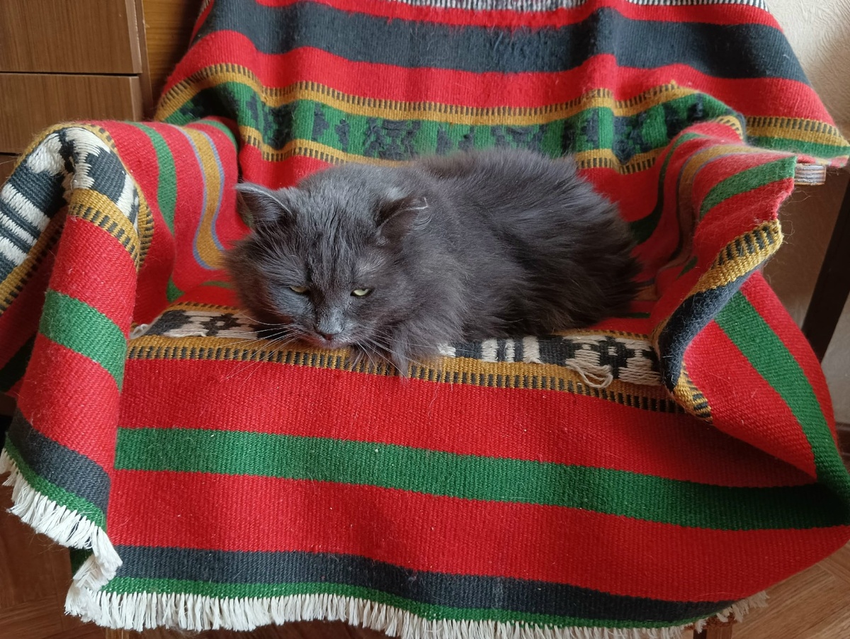 Уличные кошки находят заботу в домах первоуральцев.  Фото: ФедералПресс / Александр Калинин