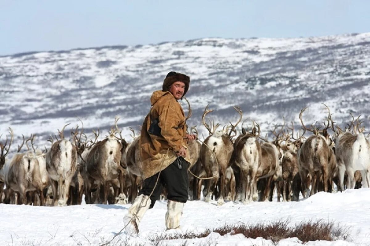    Оленеводы на севере Камчатке не получают зарплату с декабря 2025 года