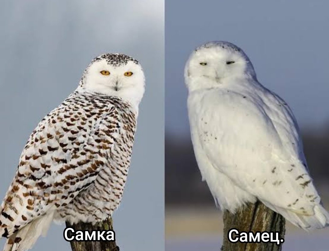 Половой диморфизм у полярной совы. 