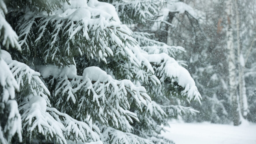    Фото: KazanFirst