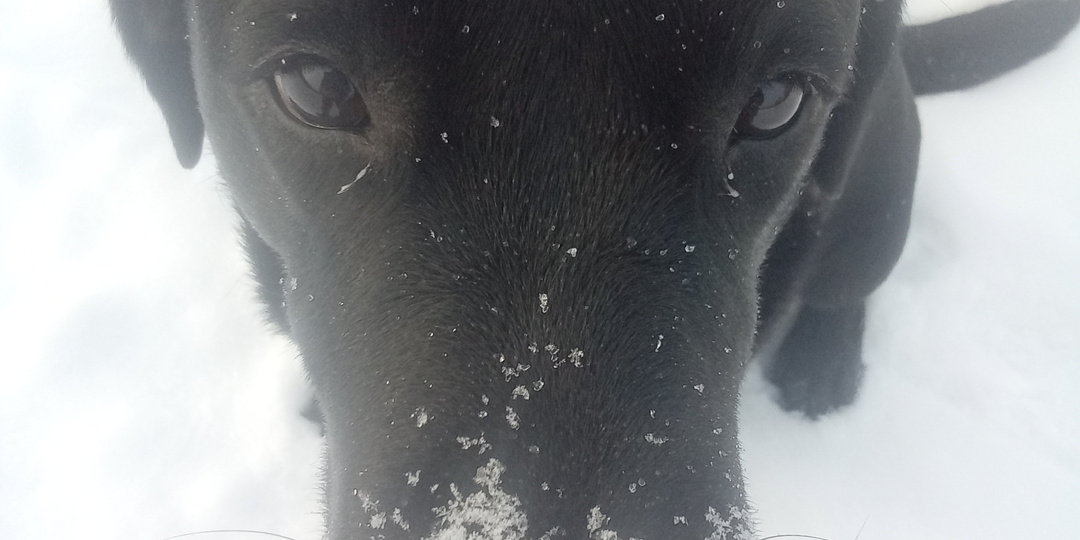 Собаки. Налог на собак. В Минске уже ввели, ждём и у нас.