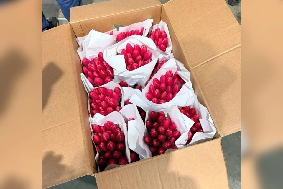    К 8 Марта в край из Узбекистана привезли тюльпаны. Фото: управление Россельхознадзора по краю