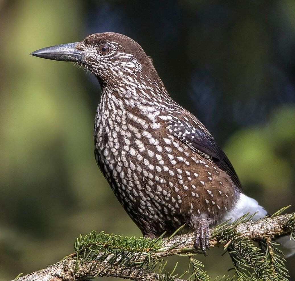 Nucifraga caryocatactes