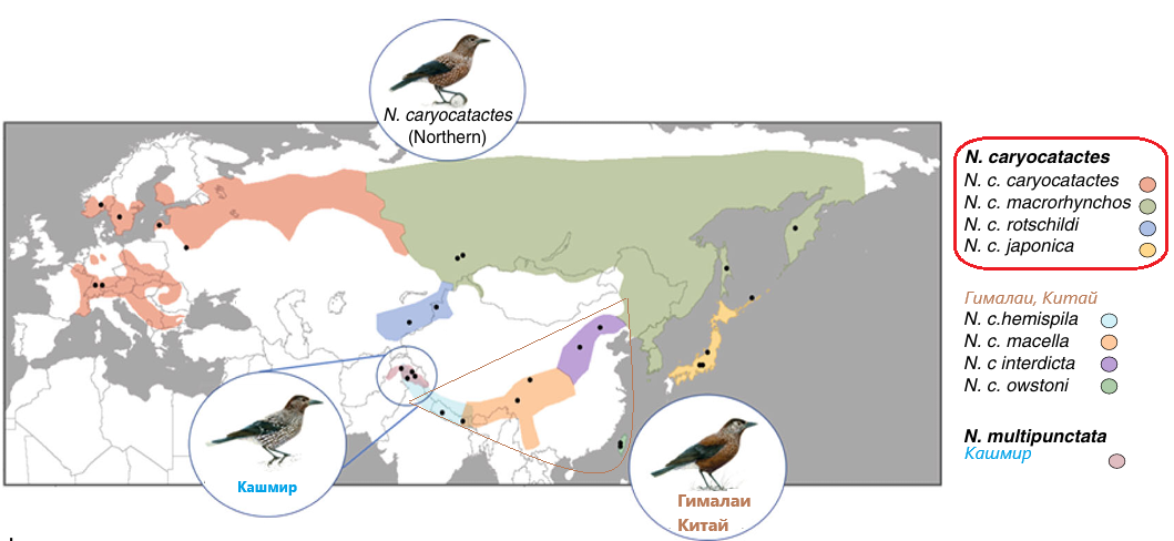 Ареал евроазиатских видов кедровки
Источник слегка модифицированного мною рисунка - Jordi de Raad, Martin Päckert, Martin Irestedt,Axel Janke, Alexey P. Kryukov, Jochen Martens, Yaroslav A. Red’kin, Yuehua Sun, Till Töpfer, Matthias Schleuning, Eike Lena Neuschulz1 & Maria A. Nilsson. Speciation and population divergence in a  mutualistic seed dispersing bird. COMMUNICATIONS BIOLOGY (2022) 5: 429. DOI 10.1038/s42003-022-03364-2
