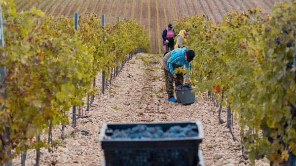    © Telegram Михаил Развожаев