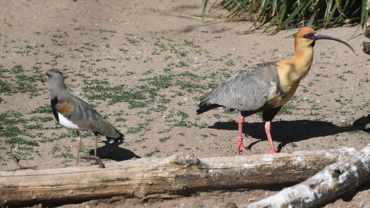    Чернолицый ибис — один из редких пернатых новоселов зоопарка. Фото несет иллюстративный характер
