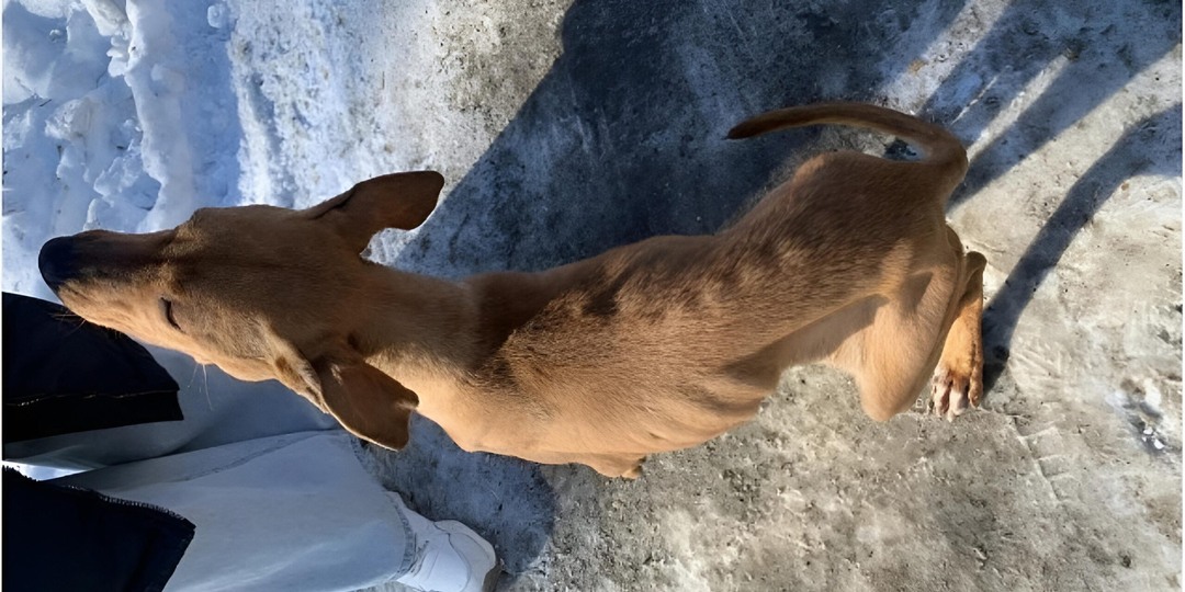 «Где-то есть сердце, которое не предаст»: измученную голодом брошенную собаку спасли под Иркутском