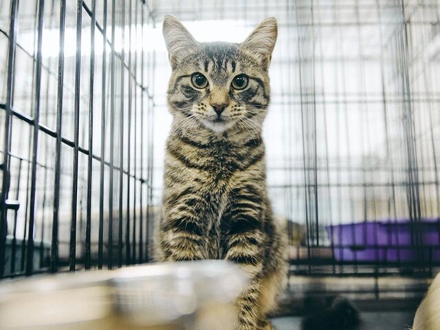    Фото: пресс-служба комитета общественных связей и молодежной политики города Москвы