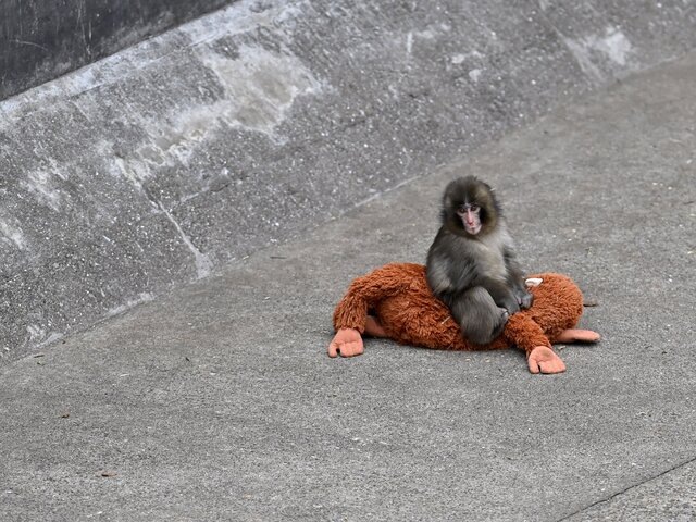    Фото: Getty Images/David Mareuil