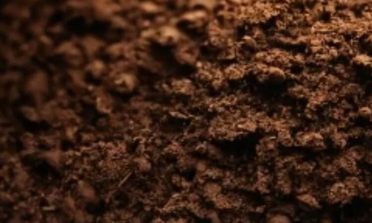    Фото: Медведева Анна, AgroXXI.ru