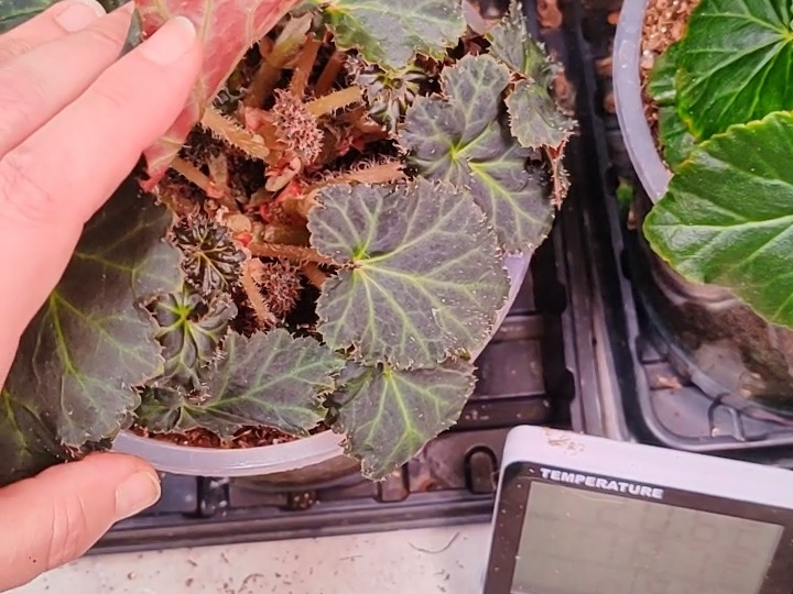 КАЛЬЦИЕВАЯ СЕЛИТРА — СЕКРЕТНОЕ ОРУЖИЕ ДЛЯ РОСКОШНЫХ БЕГОНИЙ! 🌺