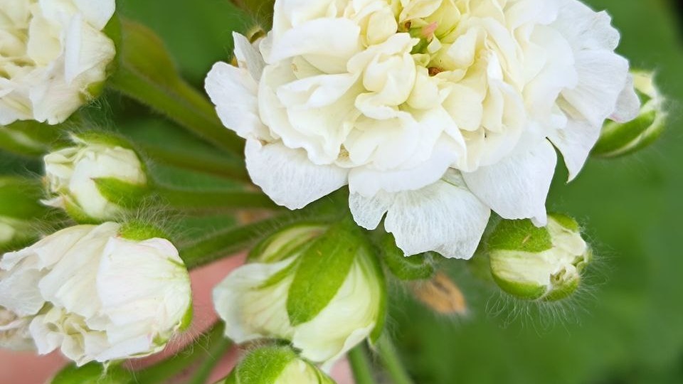 Весеннее пополнение