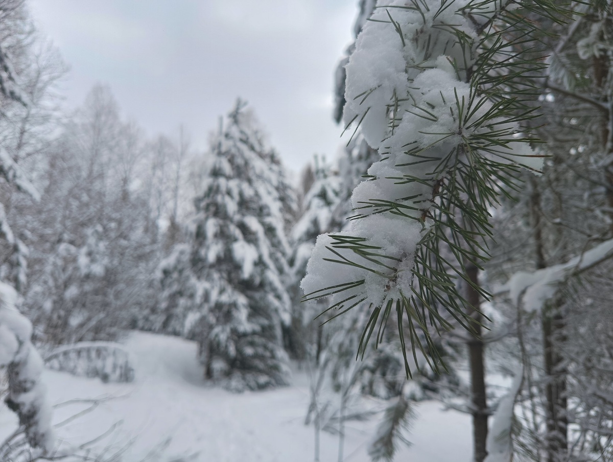    фото: © Евгений Белянчиков/Столица на Онего, Минприроды Карелии
