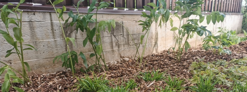 Накопано с дачи и только что посажено, поэтому выглядит максимально потрепанно