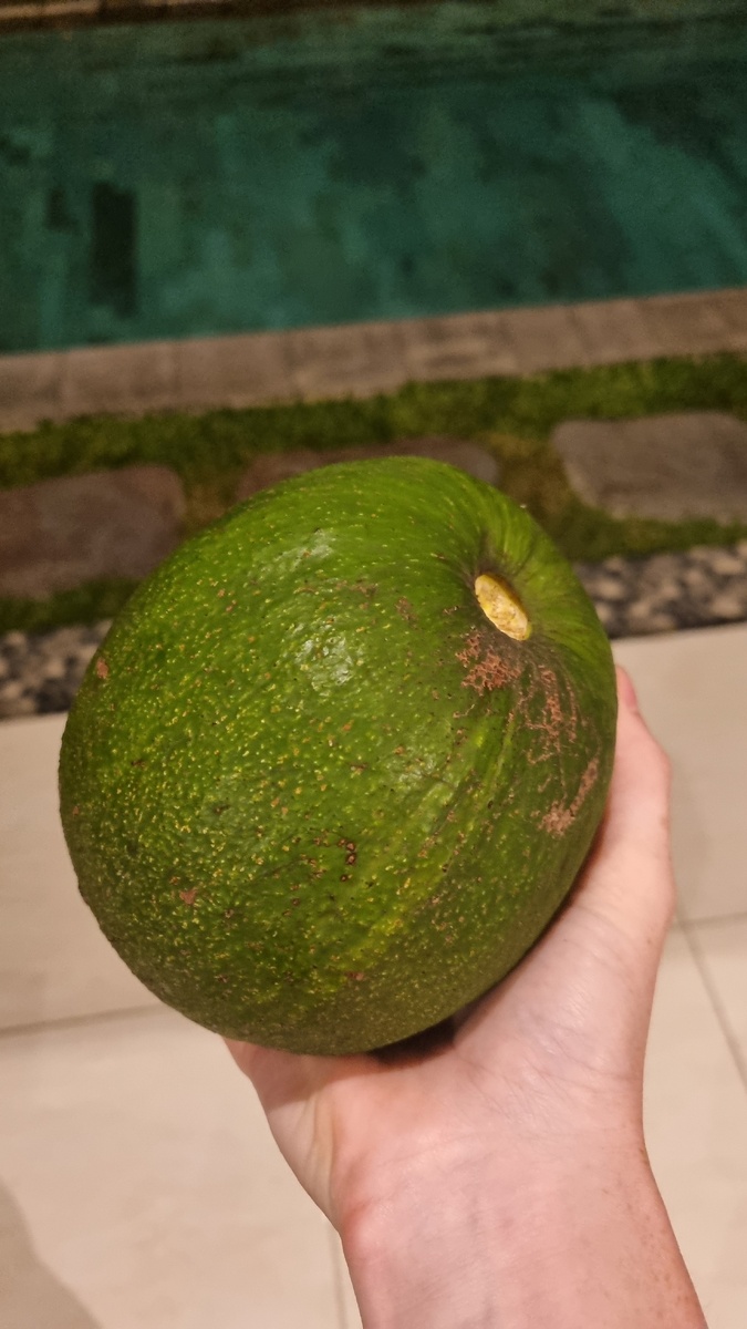 Авокадо на Бали весом около 1 кг