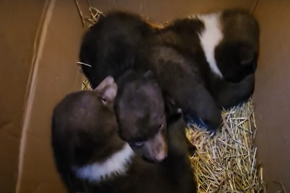    Фото: Центр спасения межвежат-сирот, источник: ТГ-канал