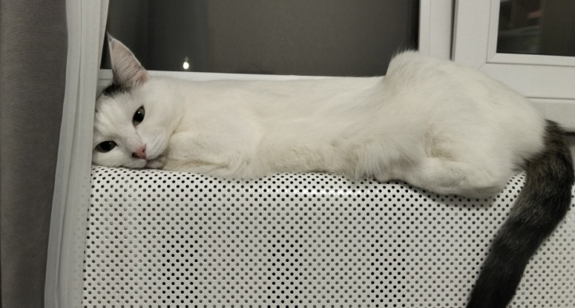 Рак языка 4ой степени и Я. Часть 331. Ждём дозу. Поговорим про настрой? Рутина.