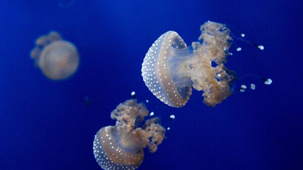    © Photo : pxhere.com/ru/