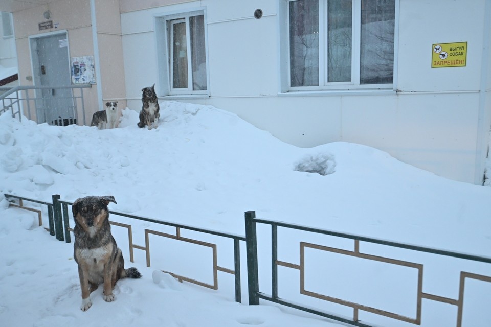    Собака набросилась на ребенка во время игры в футбол Евгения ГУСЕВА