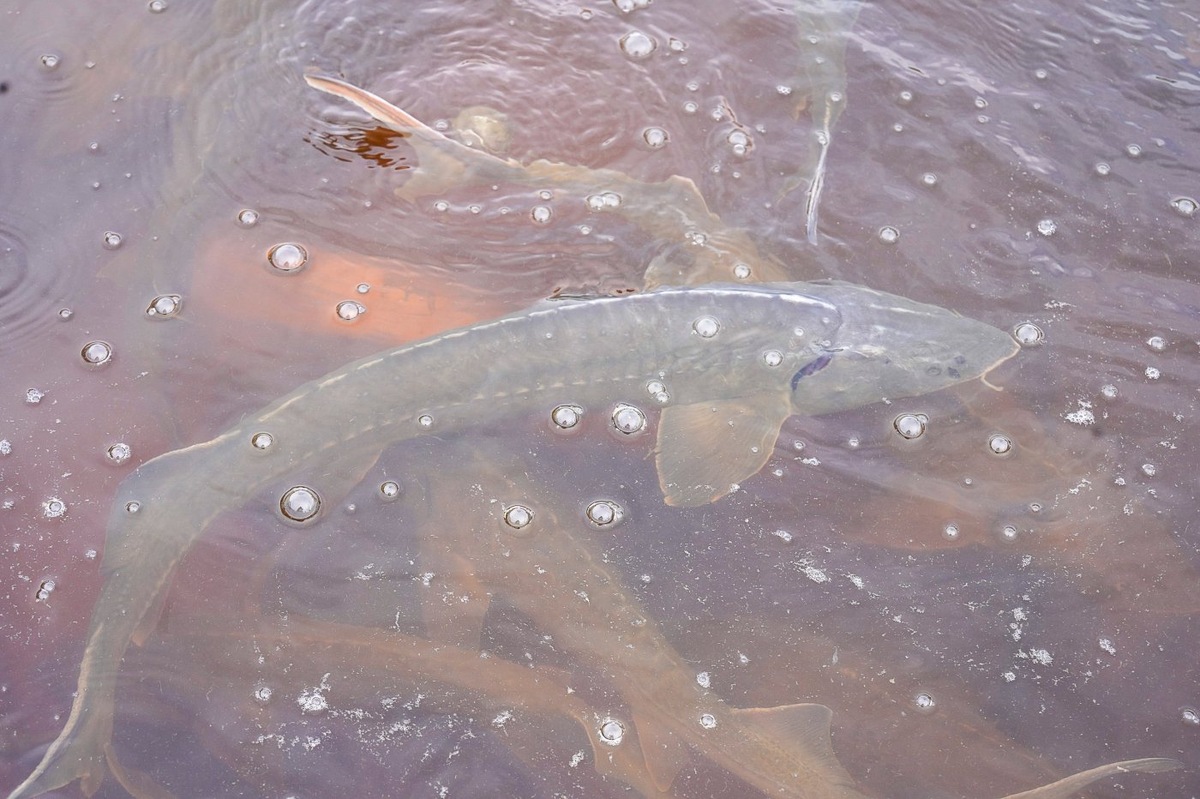    Югра признана лучшей в УрФО по охране рыбных ресурсов