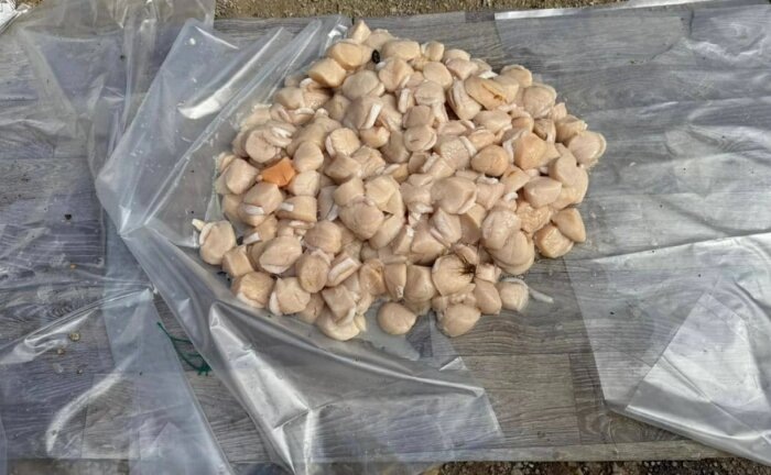                   Как видим, государству дорог каждый морской гребешок / фото: УМВД России по Сахалинской области