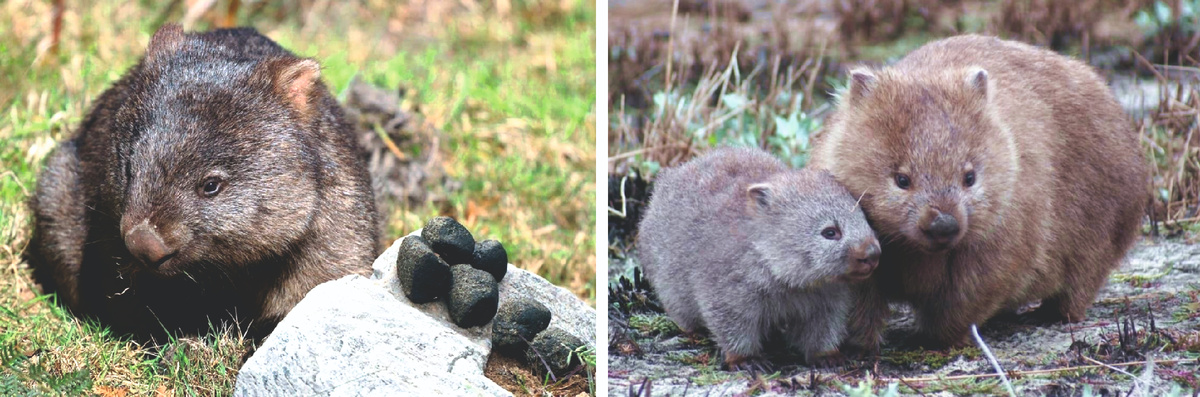 Вомбат — сумчатое млекопитающее, обитающее на юго‑востоке Австралии.