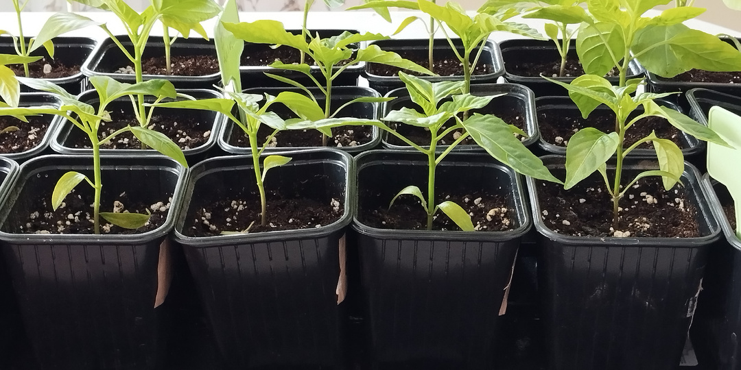 Уход за рассадой перца.