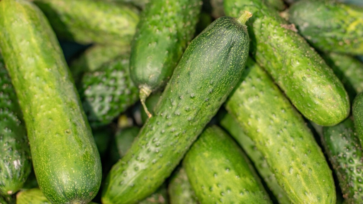    Фото: Сергей Зубков/«Ямал-Медиа»