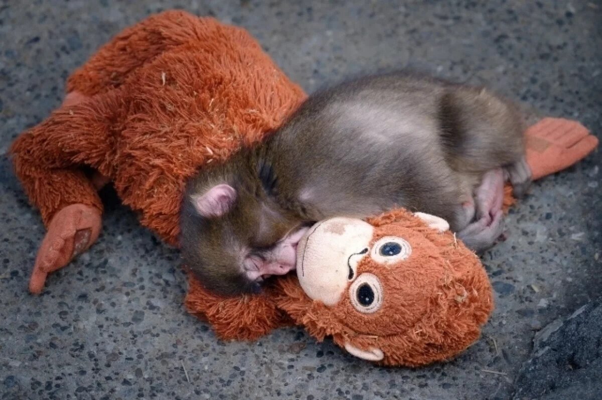    Осиротевшего детеныша макаки Панча сделали героем компьютерной игры