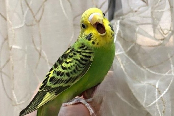 Просыпайс, Мир, уже утро!