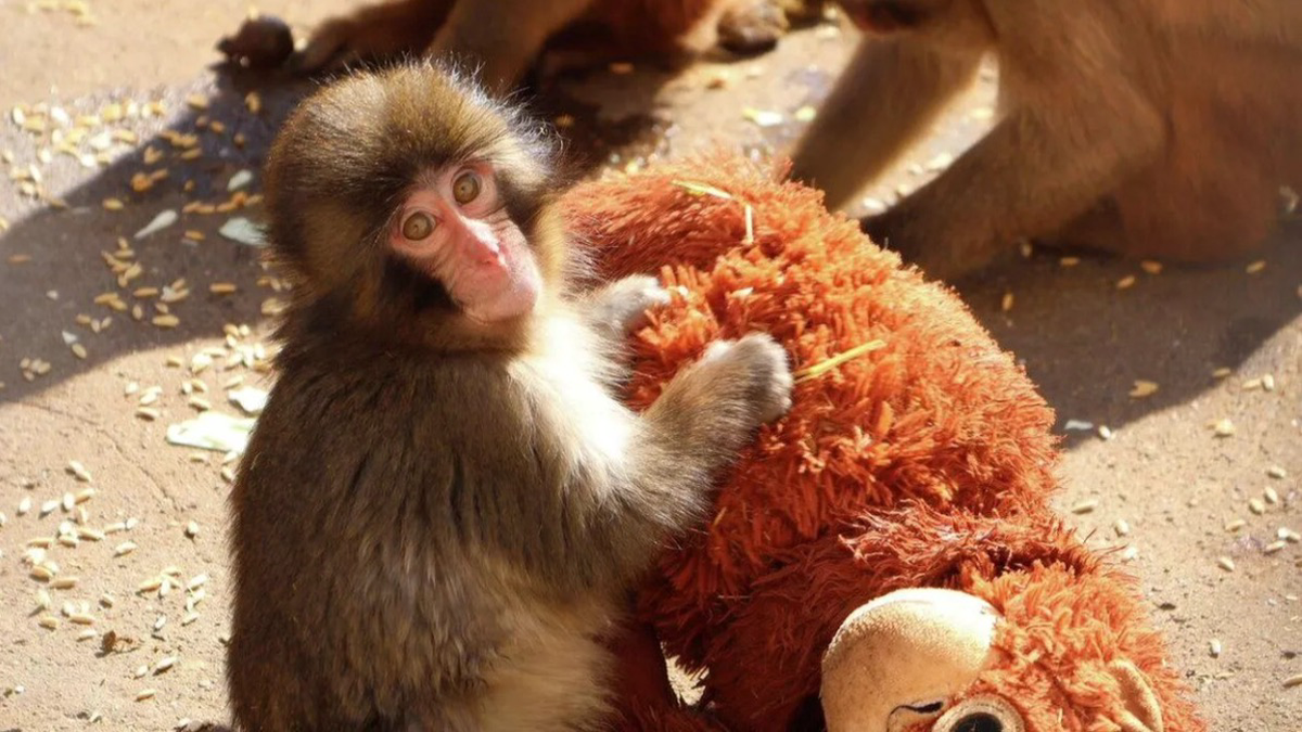    Фото: пресс-служба зоопарка Итикавы