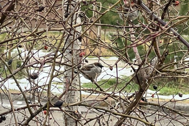   Фото: Калининград.Ru