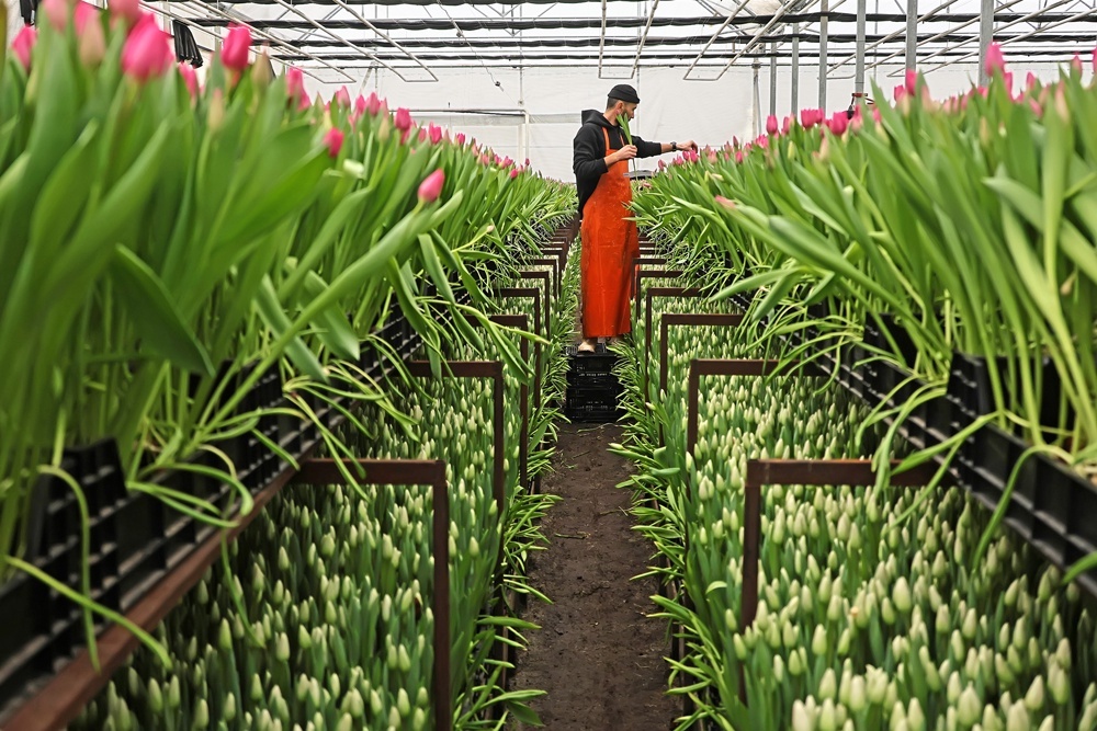    Теплицы на гидропонике по уровню автоматизации напоминают "умные" дома. / Татьяна Андреева/РГ