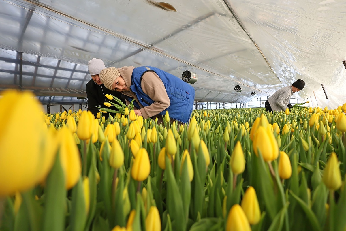    Татьяна Андреева/РГ