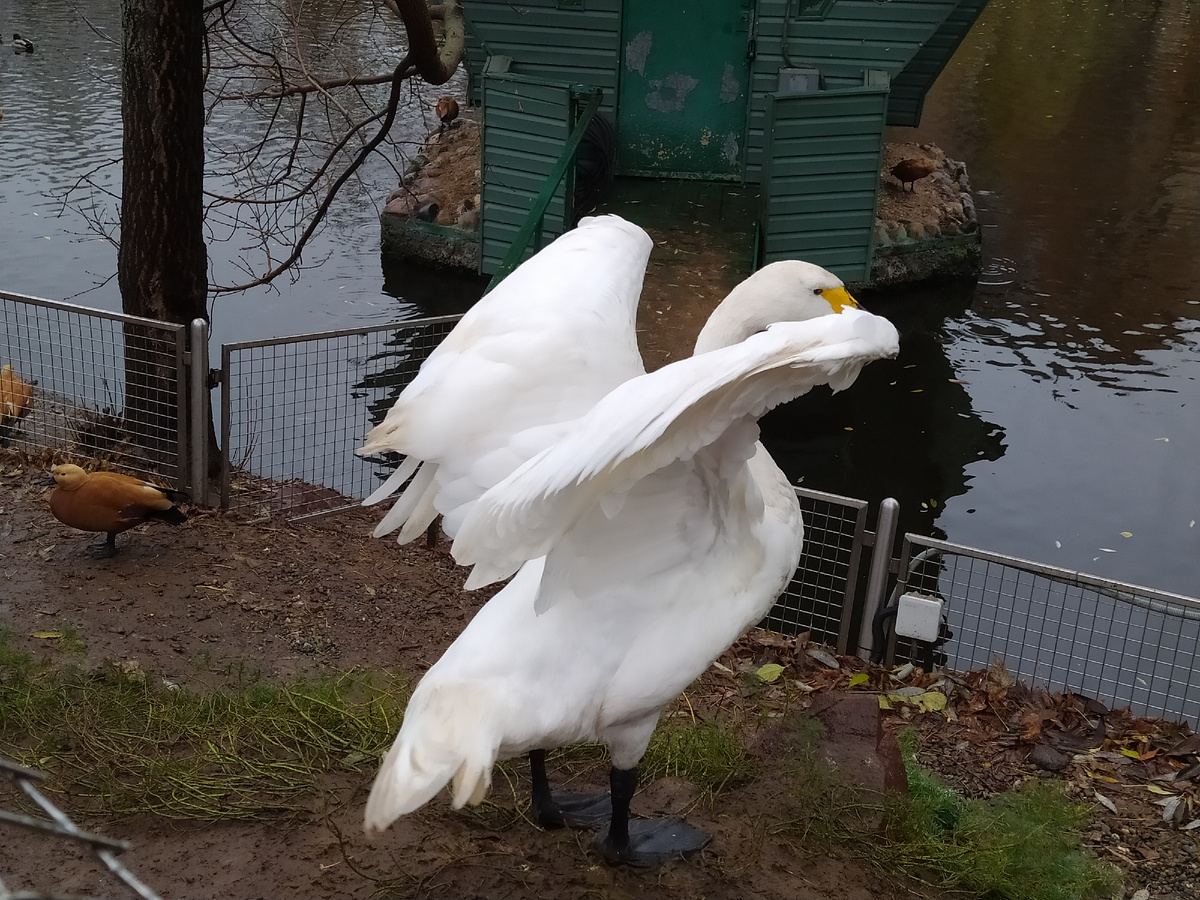 Тундровый лебедь из Московского зоопарка. Не летает по понятным причинам