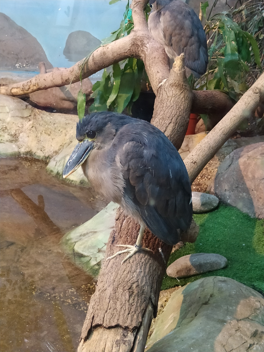 Челноклюв из Московского зоопарка. Отлично летает, но редко. Предпочитает сидеть в засаде у водоема