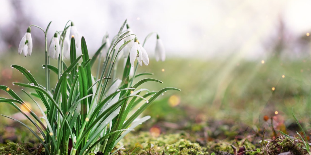 Опишите раннюю весну одним словом