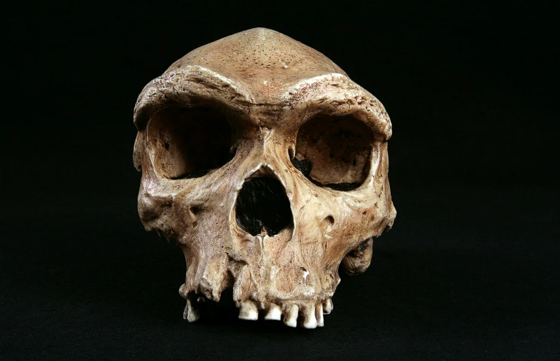 Череп гейдельбергского человека